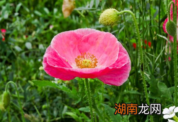 李煜在七夕时写下《虞美人&middot;春花秋月何时了》，竟招来了杀身之祸