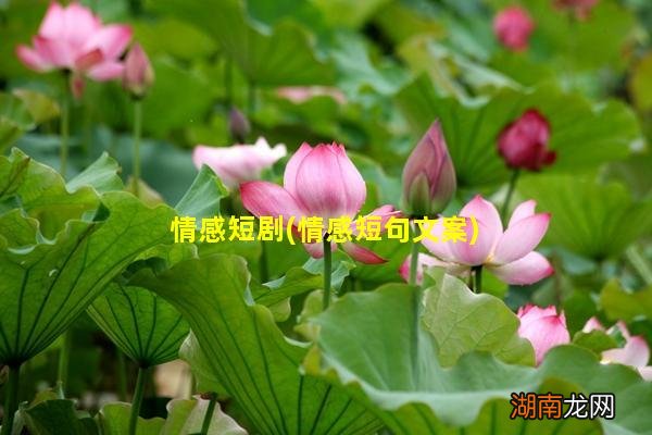 情感短句文案 情感短剧