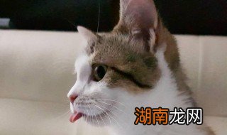 猫咪总打喷嚏精神很好为什么 猫咪总打喷嚏精神很好的原因