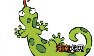 壁虎进家里怎么处理 壁虎进家里如何处理