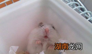 新手养什么仓鼠好 第一次养仓鼠养什么好