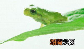 家里有青蛙什么预兆 家里进青蛙的寓意