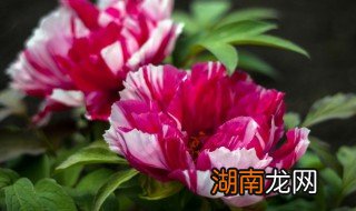 永生花放家里的禁忌 永生花放家里有什么需要注意的