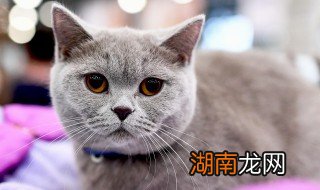 猫咪煮熟的鱼需要剃骨头吗,猫能吃煮熟的骨头吗