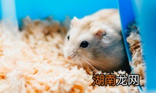 仓鼠饲料需要煮熟吗