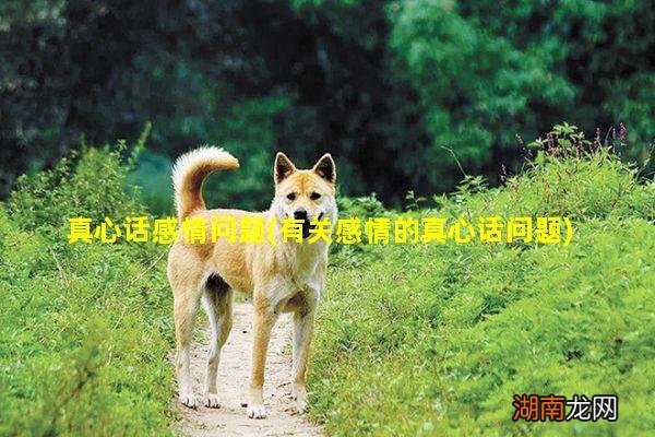 有关感情的真心话问题 真心话感情问题