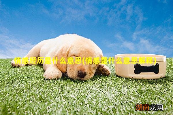 情感是什么意思解释 情感经历是什么意思