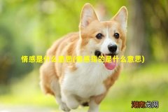 情感指的是什么意思 情感是什么意思