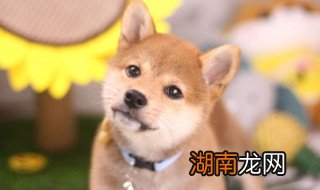 范虫虫是什么品种 范虫虫是什么