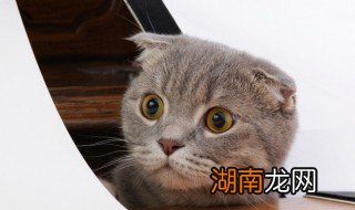 刚满月的小猫怎么喂养 刚满月的小猫如何养