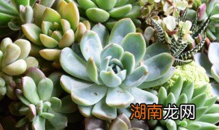 多肉拍摄技巧教程 多肉拍照技巧