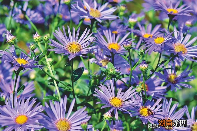 情感类的词汇双相情感障碍的症状