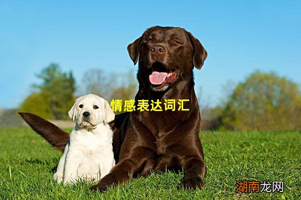 情感表达词汇