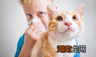 怎么区分猫鼻支和感冒 如何区分猫鼻支和感冒