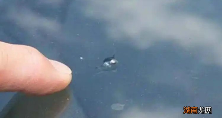 汽车前挡玻璃被石子砸了个小坑怎么办