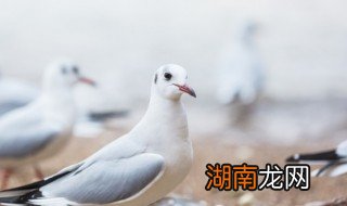 鸽子喝盐水有什么好处 鸽子喝盐水的作用