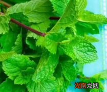 薄荷驱蚊还是招蚊子？原理是什么？