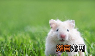 仓鼠冬眠晒太阳会醒吗 仓鼠冬眠晒太阳会不会醒