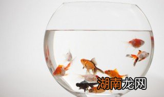金鱼每天喂食多少次合适 金鱼喂养次数