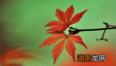 唐朝诗人顾况是怎么&amp;ldquo;红叶传情&amp;rdquo;的？结局如何？