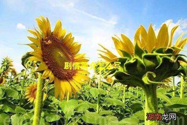 剧情简介怎么写