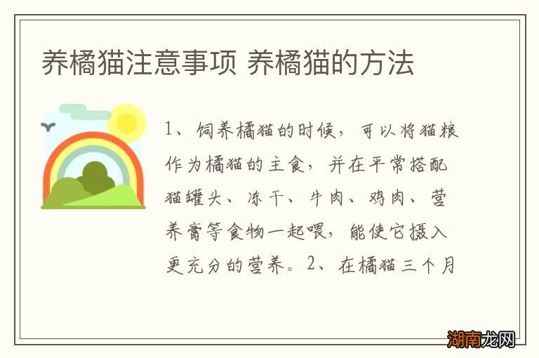 养橘猫注意事项 养橘猫的方法