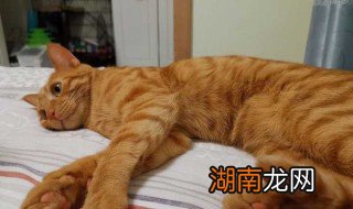 养橘猫注意事项 养橘猫的方法
