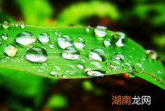 古人口中所说的&amp;ldquo;甘露&amp;rdquo;到底是什么东西？