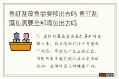 鱼缸刮藻鱼需要移出去吗 鱼缸刮藻鱼需要全部清鱼出去吗