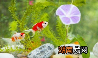 鱼缸刮藻鱼需要移出去吗 鱼缸刮藻鱼需要全部清鱼出去吗