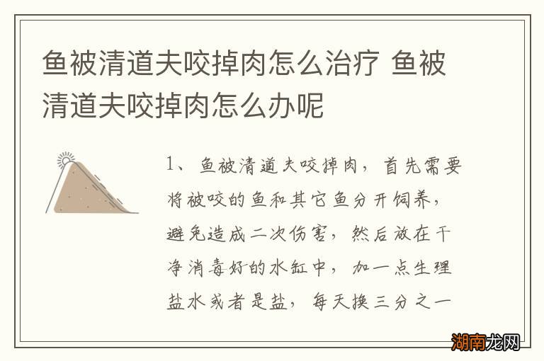 鱼被清道夫咬掉肉怎么治疗 鱼被清道夫咬掉肉怎么办呢