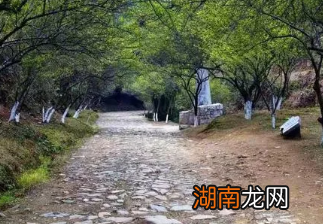 古人也重视植树造林?他们是怎么做的呢?