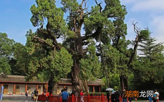 古人也重视植树造林?他们是怎么做的呢?