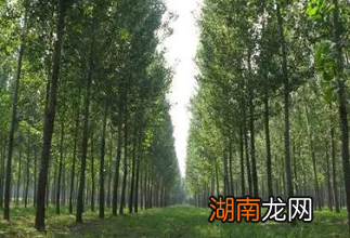 古人也重视植树造林?他们是怎么做的呢?