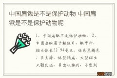 中国扁锹是不是保护动物 中国扁锹是不是保护动物呢