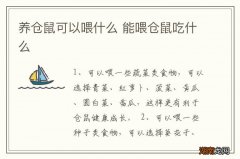 养仓鼠可以喂什么 能喂仓鼠吃什么