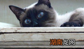 暹罗猫的叫声是什么样的 暹罗猫的叫声是什么样子