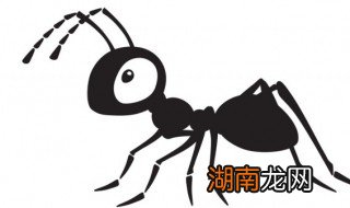 家里有红蚂蚁怎么消灭 家里有红蚂蚁如何消灭