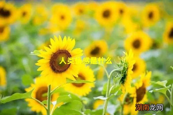 人类情感是什么
