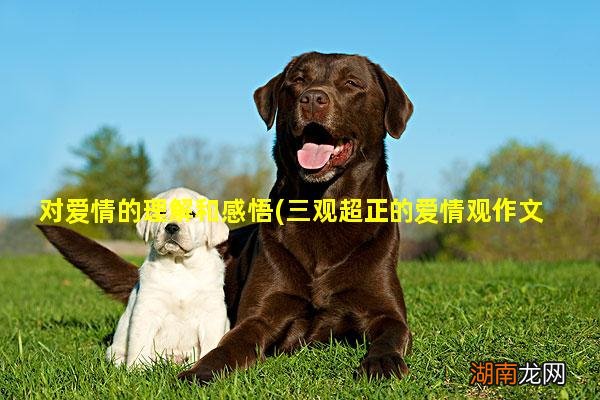 三观超正的爱情观作文 对爱情的理解和感悟