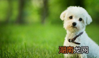 小型犬的品种有哪些 小型犬的品种有什么