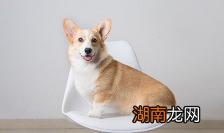 狗最怕什么气味 狗怕的气味是什么