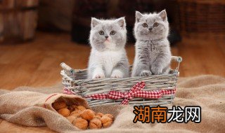 小猫疫苗间隔多长时间 小猫疫苗间隔的时间