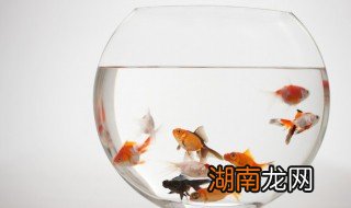 鱼缸里加盐水变浑怎么办 鱼缸里加盐水变浑的解决办法