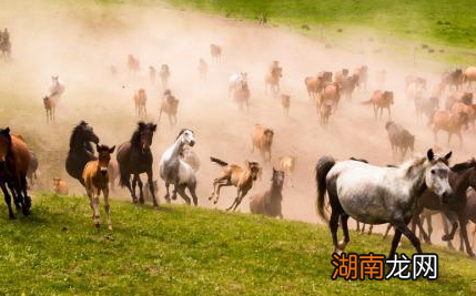 古代打仗会有骡子吗 古代有没有骑骡子打仗的军队