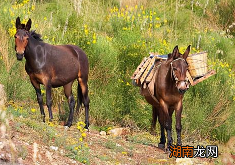 古代打仗会有骡子吗 古代有没有骑骡子打仗的军队