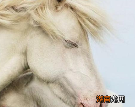 古代白马有什么诅咒吗 将军为什么不敢骑白马上战场