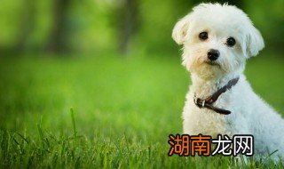 狗吃巧克力会死吗 巧克力对狗有害吗