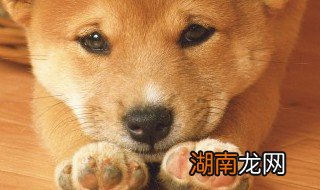 狗狗刨墙角是什么意思 狗狗刨墙角的意思是什么