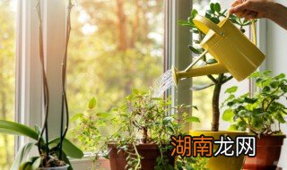 哪种室内植物驱蚊最好 室内植物驱蚊最好的是什么